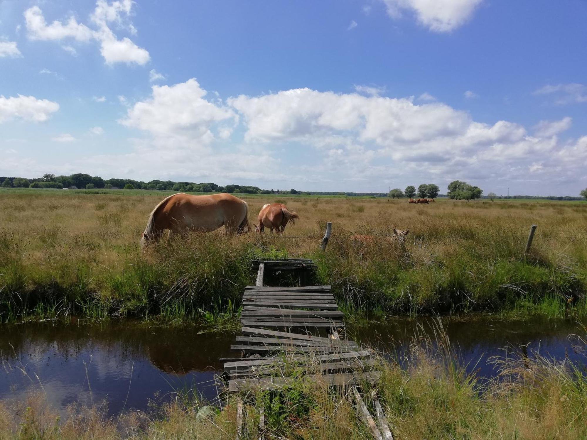 Dom Goscinny Ptaszarnia - Natura-Free Parking Świnoujście Buitenkant foto